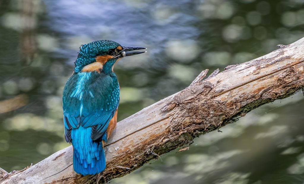 IJsvogel met visje