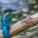 IJsvogel met visje