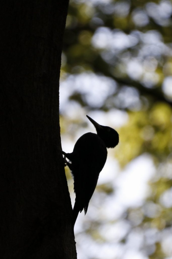 Silhouette van een zwarte specht