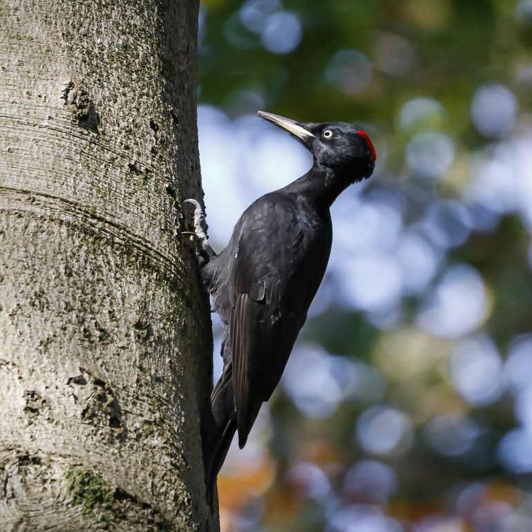 Zwarte specht op boom