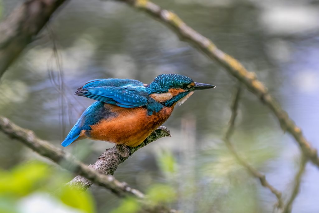 IJsvogel juveniel