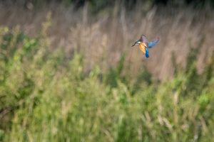 biddende ijsvogel