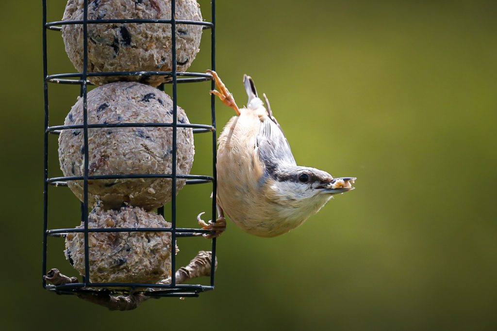 Boomklever aan mezenbol