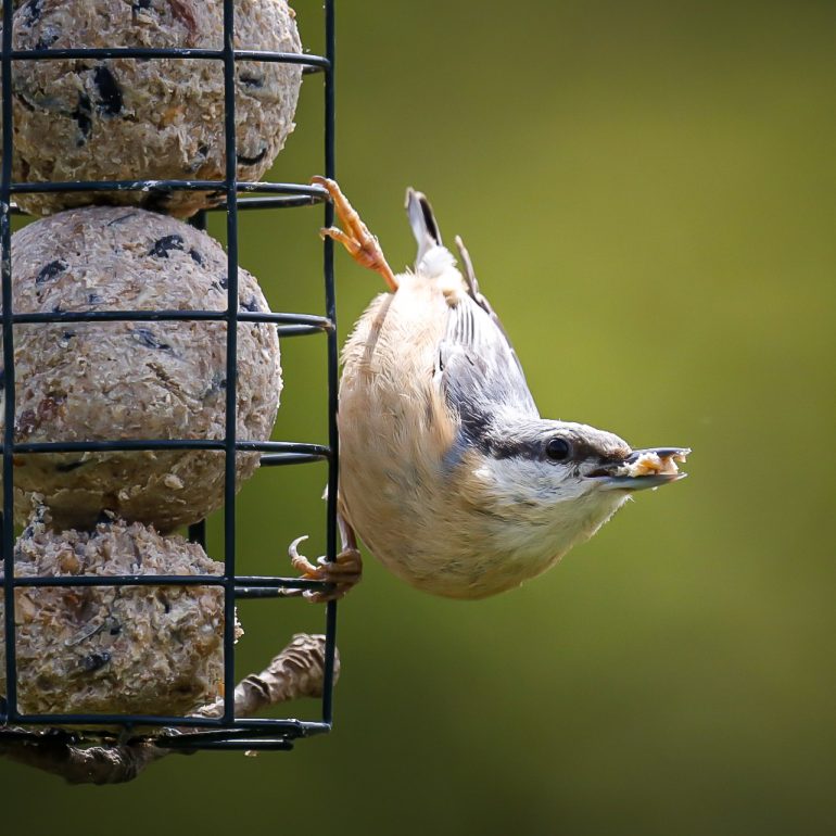 Boomklever aan mezenbol