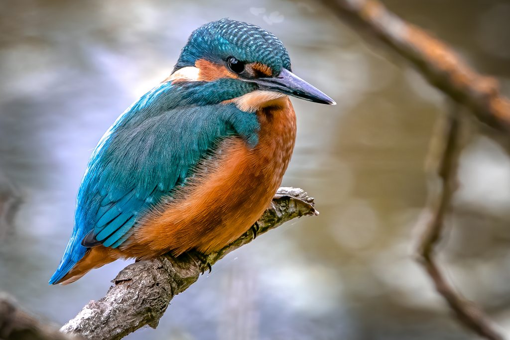 Ijsvogel closeup