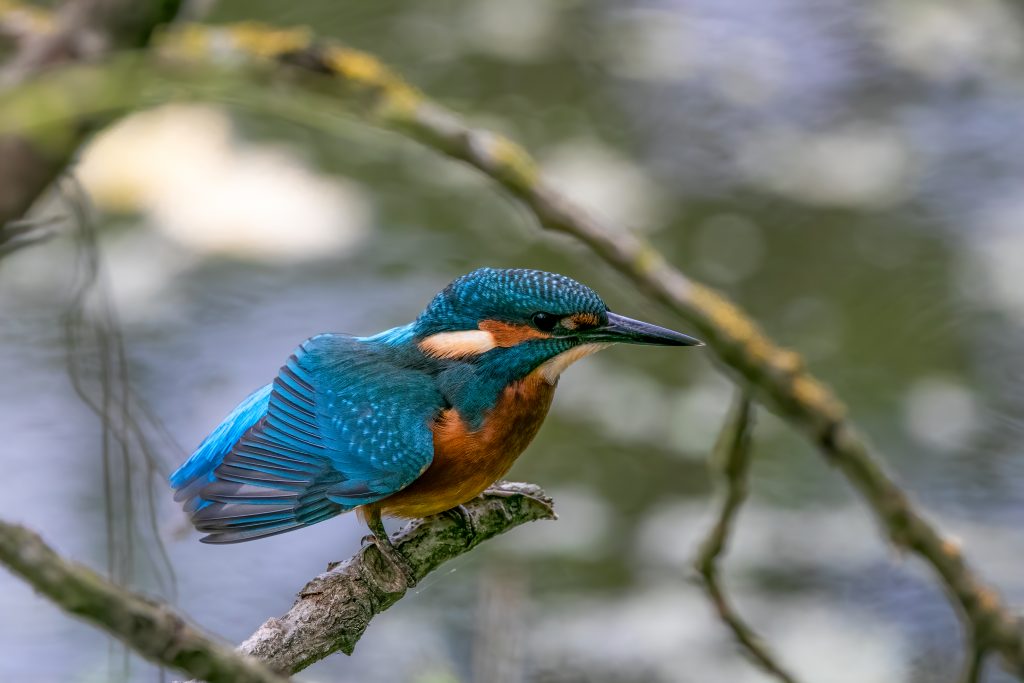 Ijsvogel strekt vleugels