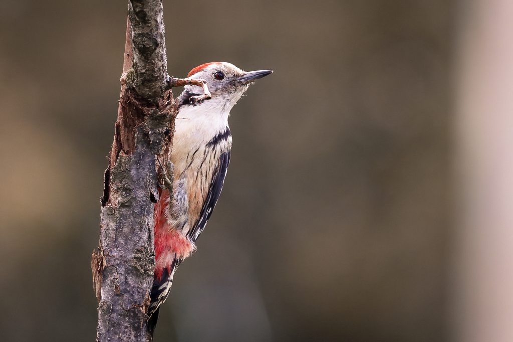 Middelste bonte specht aan stam