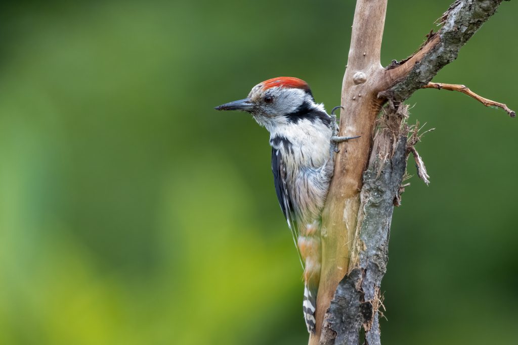 Middelste bonte specht op tak