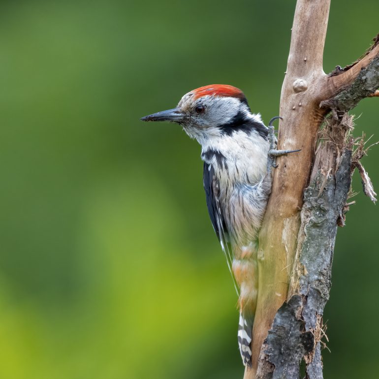 Middelste bonte specht op tak