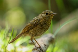 Juveniele roodborst