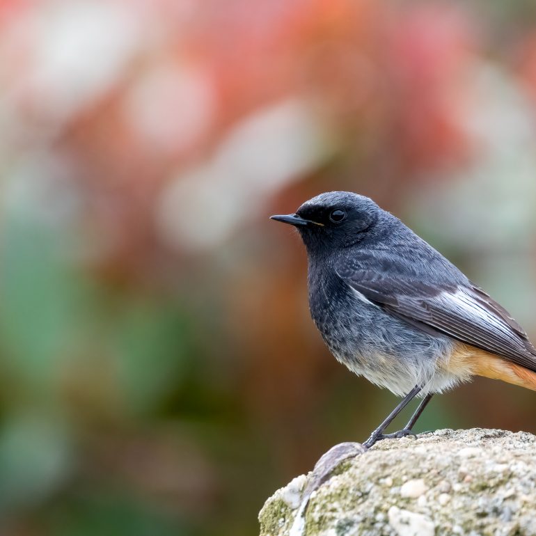 Zwarte roodstaart man