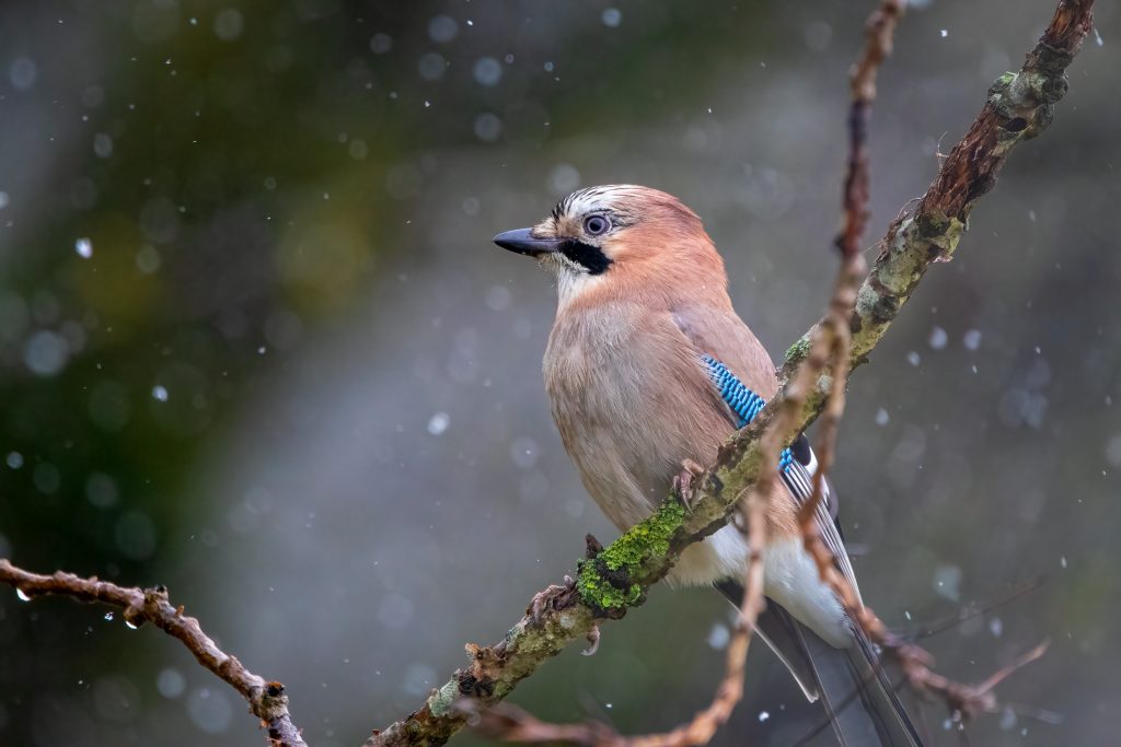 Gaai op tak in de sneeuw