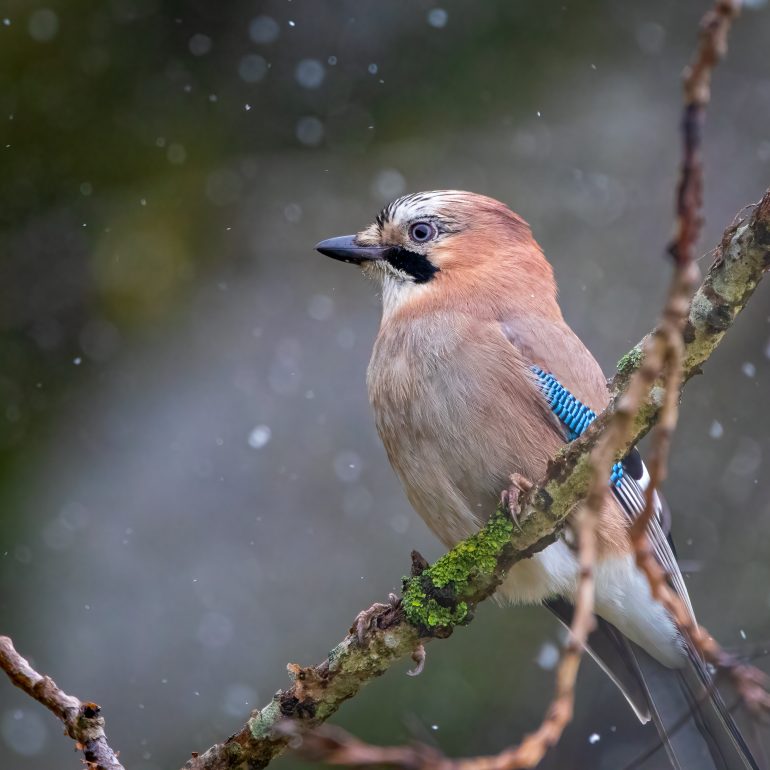 Gaai op tak in de sneeuw