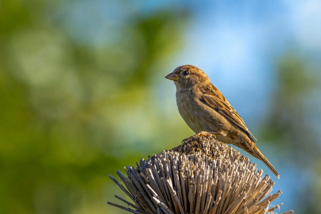 Huismus op dak vogelhuis-