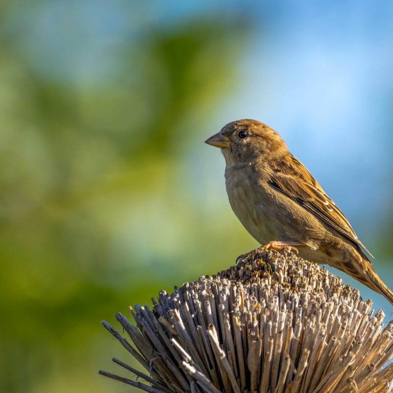 Huismus op dak vogelhuis-