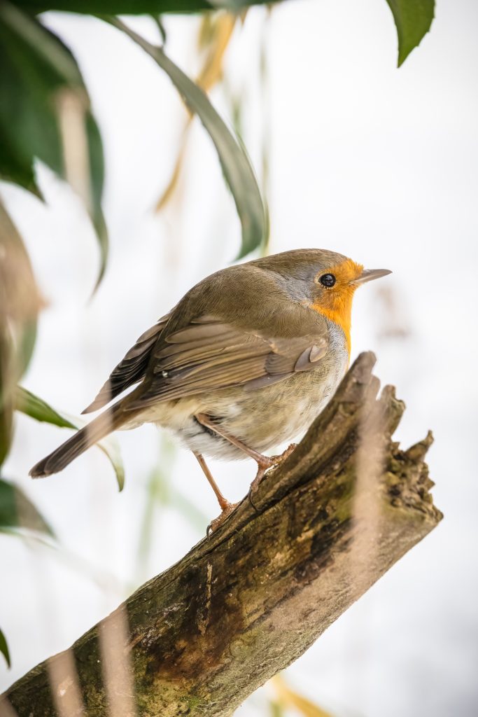 Roodborst in sneeuw
