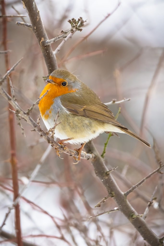 Roodborst in struik