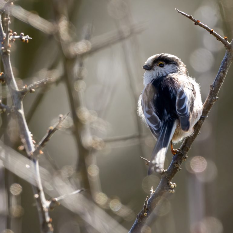 Staartmees in struik