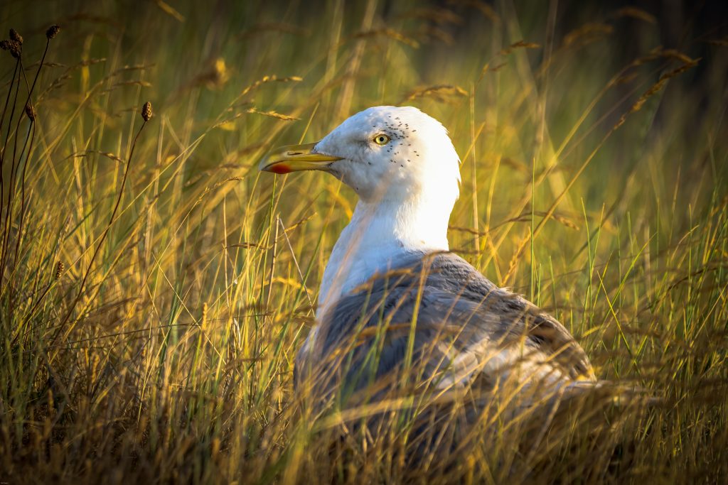 Meeuw in het gras