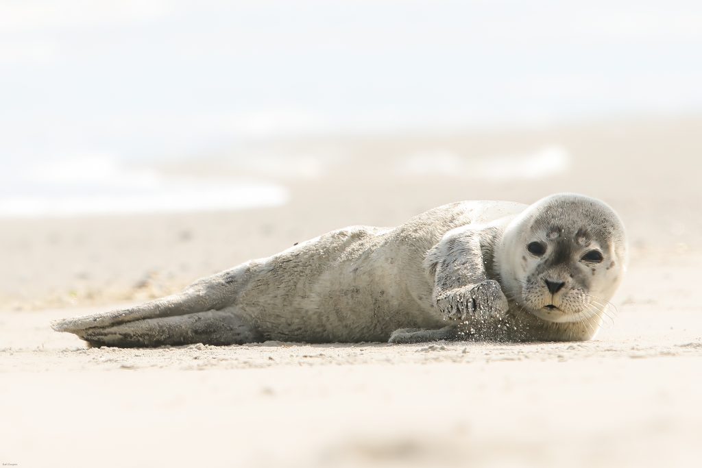 Zeehond jong