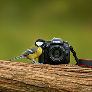 KI Koolmees met canon
