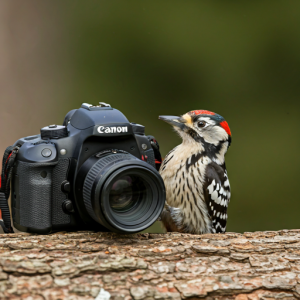 Mid. bonte specht met canon